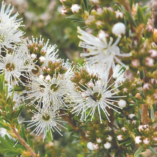 Kunzea Tasmania Essential Oil - Wholesale Bulk